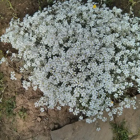 House Rezvaya With For Rent 3*