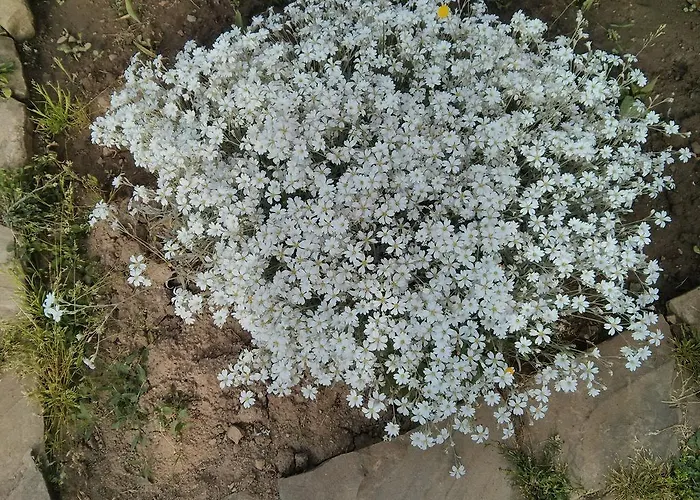 House Rezvaya With For Rent 3*